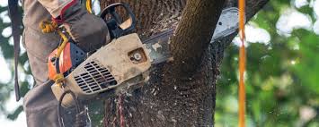 Best Leaf Removal  in Hamburg, NJ