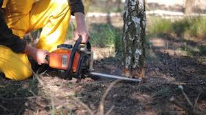 Best Tree Mulching  in Hamburg, NJ