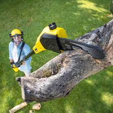 Best Tree Cabling and Bracing  in Hamburg, NJ
