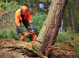 Best Utility Line Clearance  in Hamburg, NJ