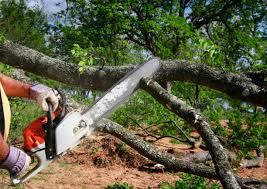  Hamburg, NJ Tree Removal Pros