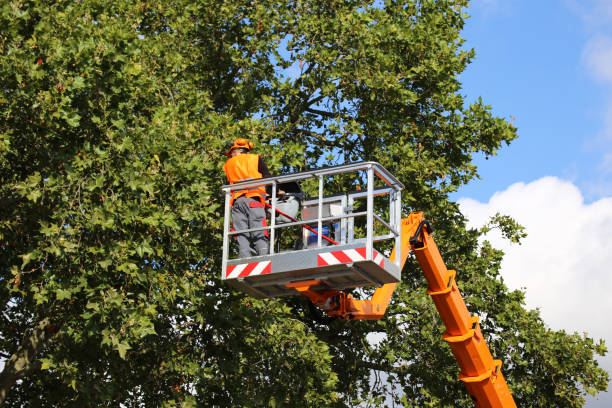 Best Hazardous Tree Removal  in Hamburg, NJ