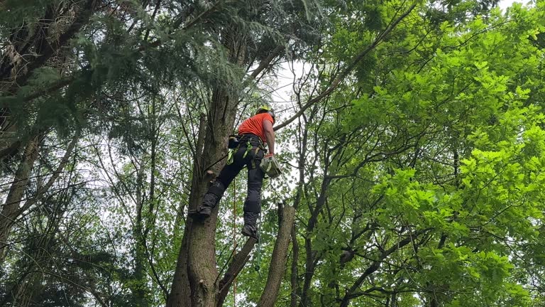 Best Tree Risk Assessment  in Hamburg, NJ