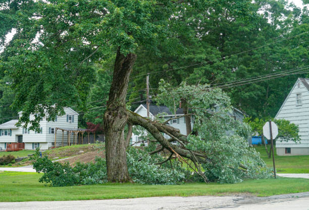 Best Hazardous Tree Removal  in Hamburg, NJ