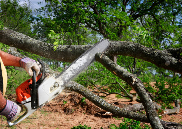 Best Tree Removal  in Hamburg, NJ